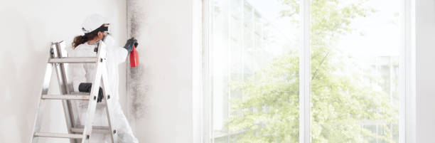 Reliable Sundance, WY Mold Removal Solutions